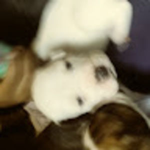 Meet your Posher, Desirae